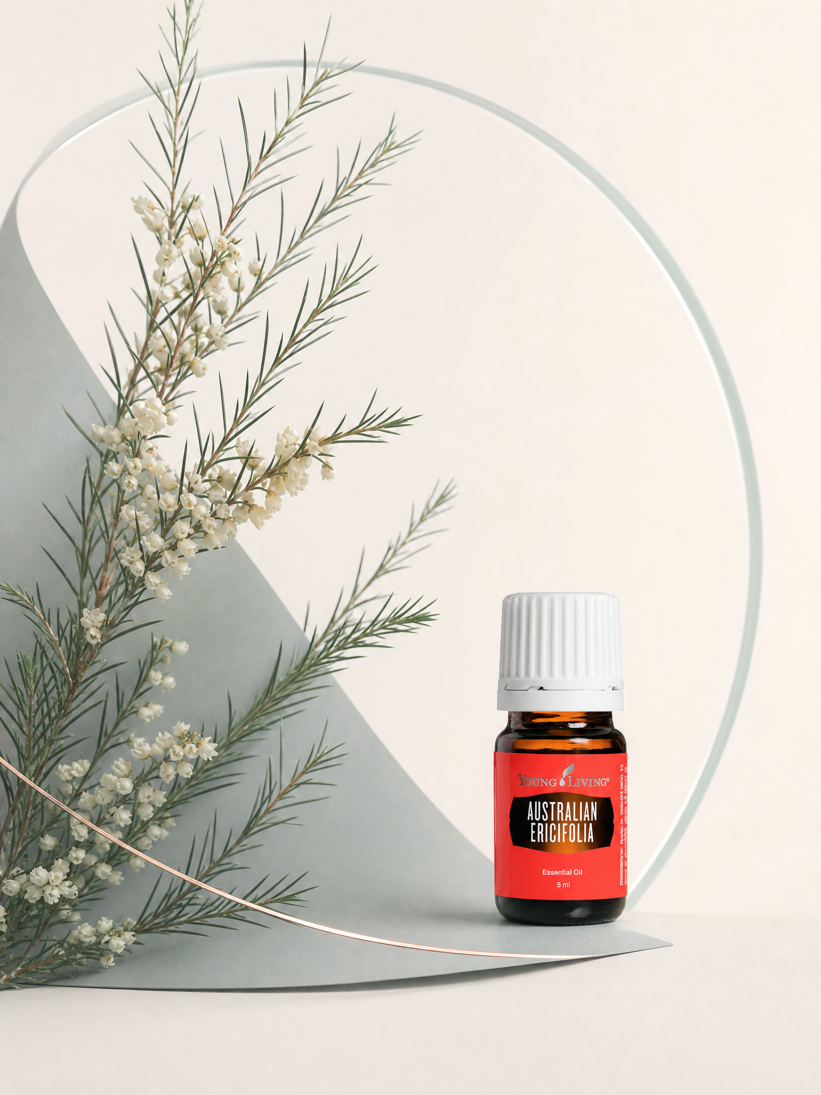 Australian Ericifolia 澳洲白千層 product presentation