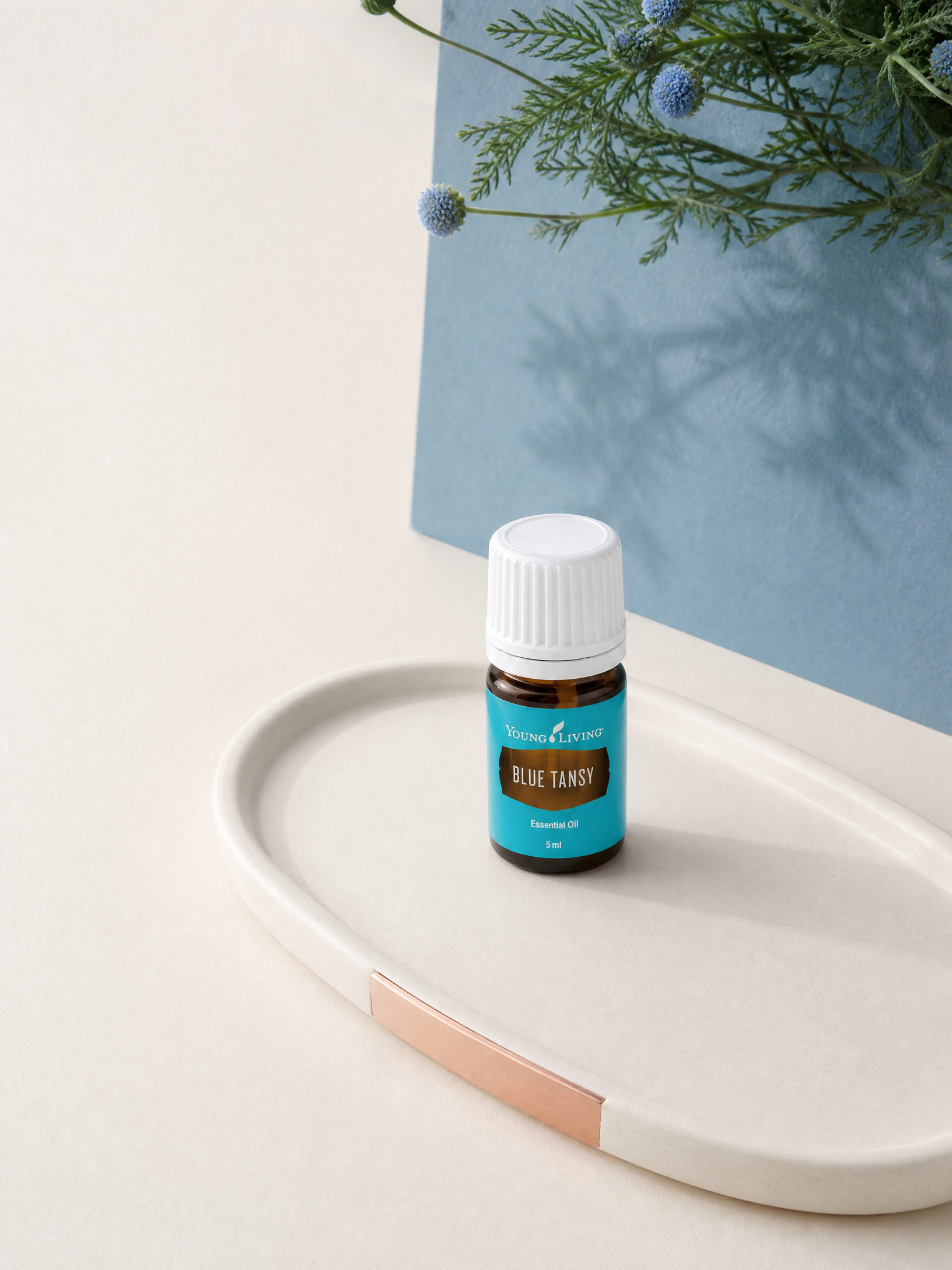 Blue Tansy 藍艾菊 product presentation