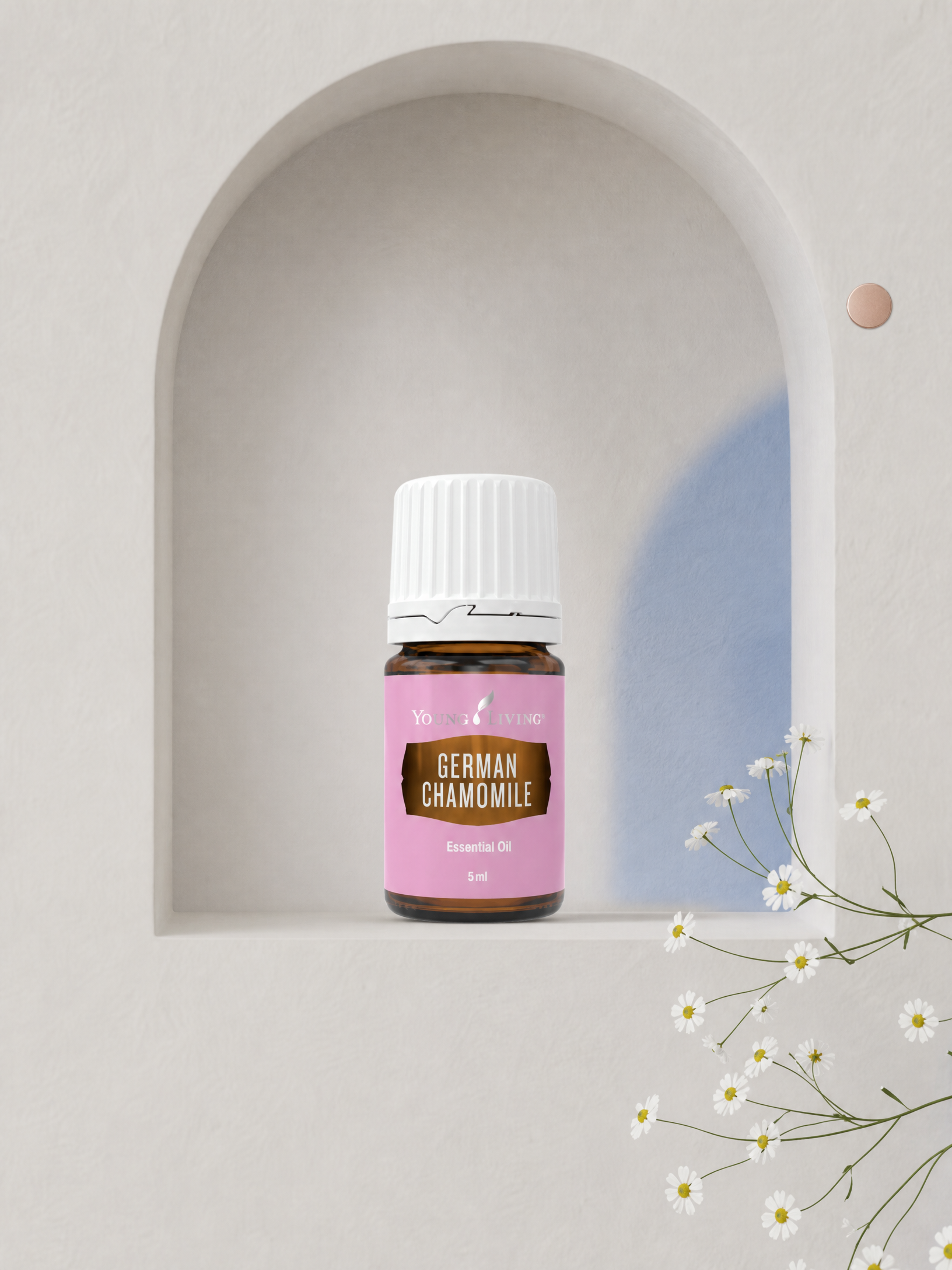 German Chamomile 德國洋甘菊 product presentation