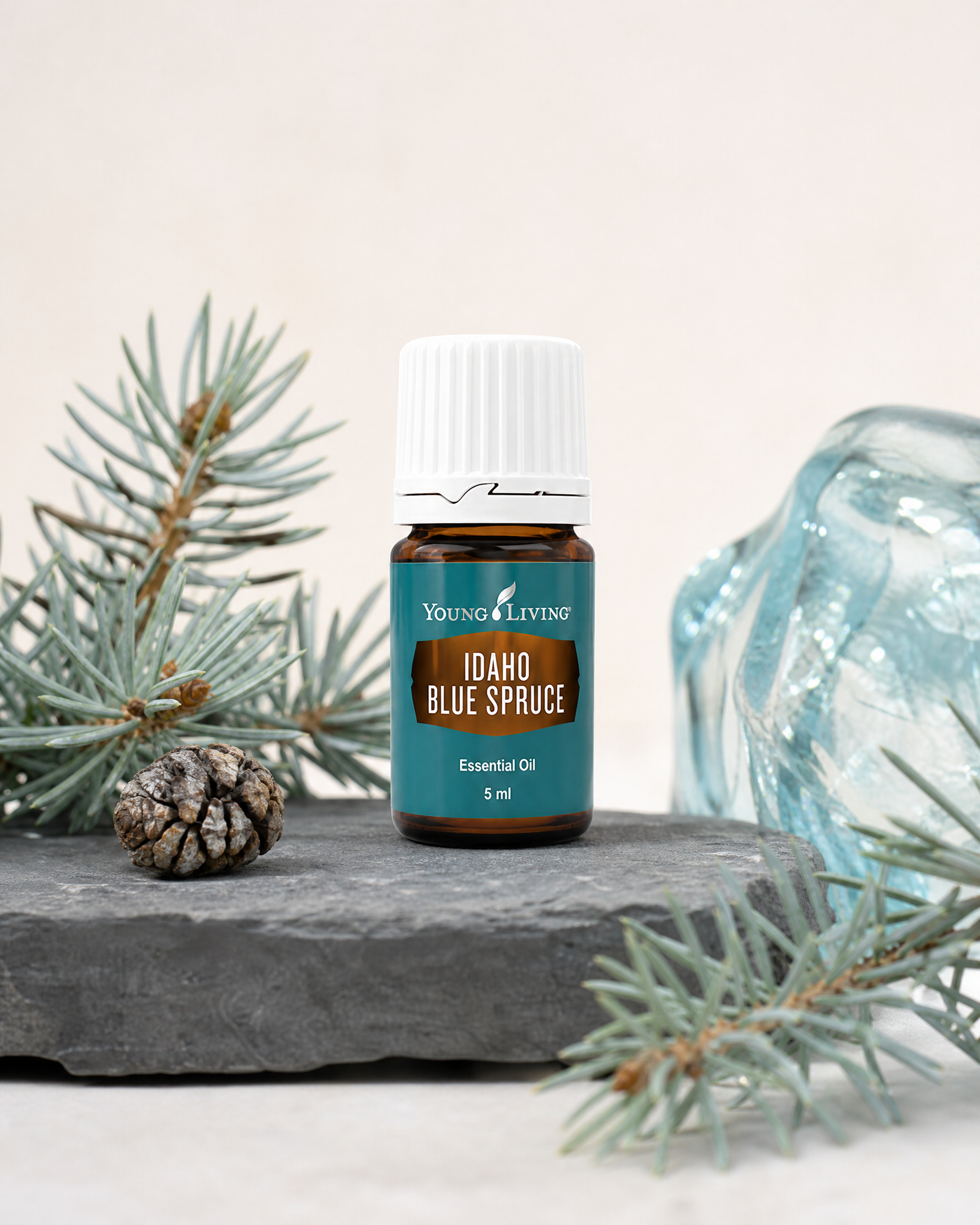 Idaho Blue Spruce 愛達荷州藍雲杉 product presentation