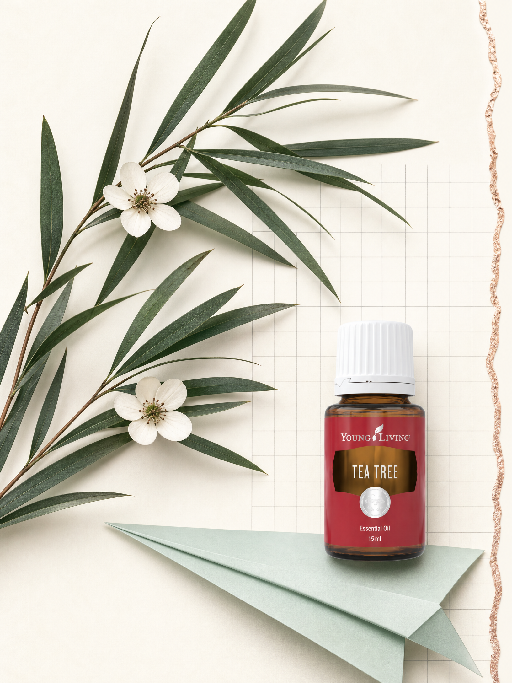 Tea Tree 茶樹 product presentation