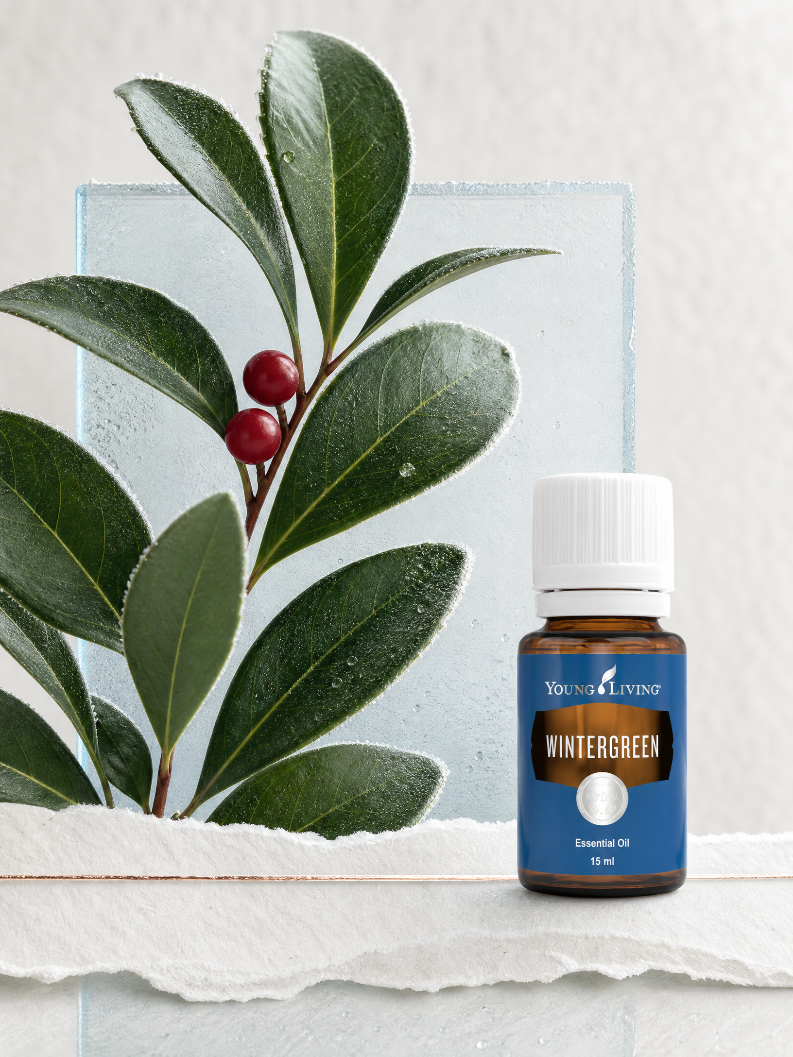 Wintergreen 冬青 product presentation